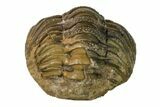 Bargain, Wide, Enrolled Morocops Trilobite - Morocco #157041-1